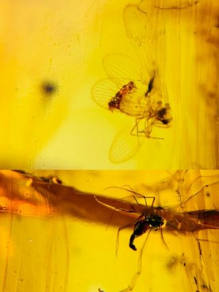 Neuroptera&diptera Fly Burmite Myanmar Burmese Amber Insect Fossil Dinosaur Age
