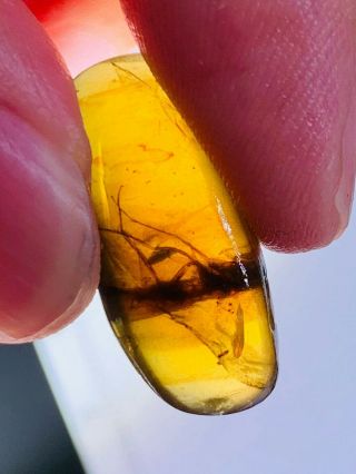 1.  06g Unknown Big Fly Burmite Myanmar Burmese Amber Insect Fossil Dinosaur Age