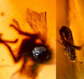 Unknown Big Fly&beetle Burmite Myanmar Burmese Amber Insect Fossil Dinosaur Age