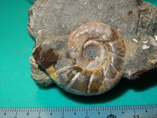Ammonite Caucasus Eogaudryceras Aptian Stage