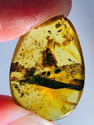 1.  7g Unique Roach Burmite Myanmar Burmese Amber Insect Fossil Dinosaur Age