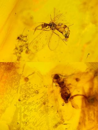 2 Neuroptera Fly Lacewing Burmite Myanmar Burma Amber Insect Fossil Dinosaur Age