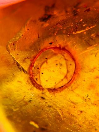 Unknown Item&leaf Burmite Myanmar Burmese Amber Insect Fossil Dinosaur Age