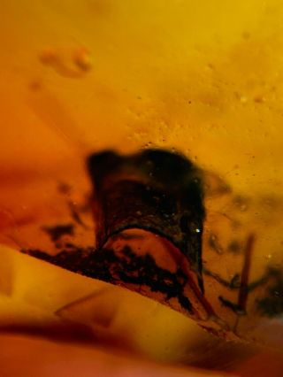 unknown item&Diptera fly Burmite Myanmar Burma Amber insect fossil dinosaur age 2