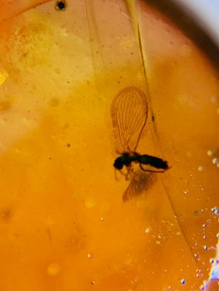 unknown item&Diptera fly Burmite Myanmar Burma Amber insect fossil dinosaur age 3