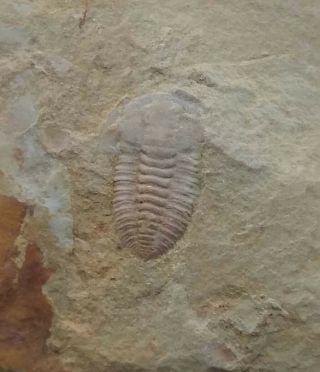 Fossils Trilobite Palaeolenus Lanlenoisi,  Very Rare,  Interest,  Cool.  E7
