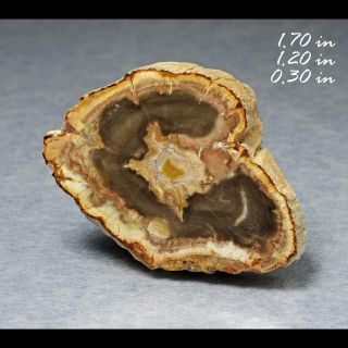 Polished Petrified Wood Conifer Fossilized Madagascar Fossil