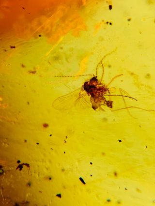 Unique Diptera Fly Bug Burmite Myanmar Burma Amber Insect Fossil Dinosaur Age