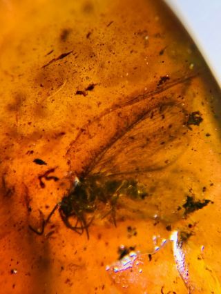 Neuroptera Fly Lacewing Burmite Myanmar Burma Amber Insect Fossil Dinosaur Age