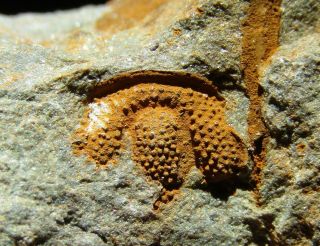 And Rare Trilobite Cephalon Solenopleuropsis Rubra.  Cambrian.  Nº82