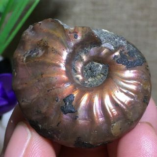 Rainbow Iridescent Ammonite Shell Specimen Madagascar 21g K1180