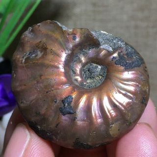 Rainbow Iridescent Ammonite Shell Specimen Madagascar 21g k1180 2