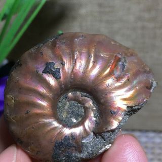 Rainbow Iridescent Ammonite Shell Specimen Madagascar 21g k1180 3