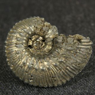 0.  8in/2cm Pyritized Ammonite Kosmoceras Proniae Jurassic Callovian Fossil Russia