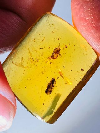 5.  28g Unknown Fly Bugs Burmite Myanmar Burmese Amber Insect Fossil Dinosaur Age