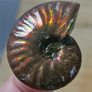 18g Rainbow Natural Ammonite Mineral Specimen Madagascar W400