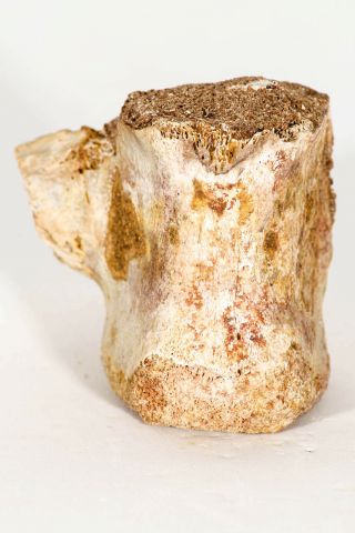 07561 - Rare 1.  81 Inch Dinosaur Croco Vertebra Bone Upper Cretaceous Kemkem Beds