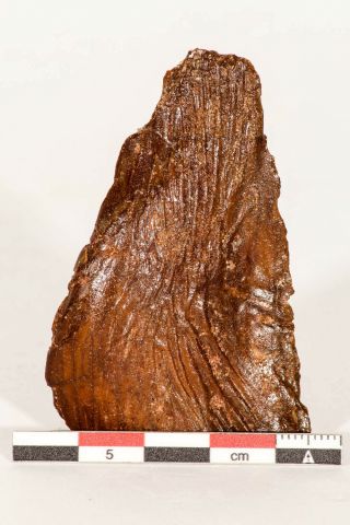 05243 - Top Rare 2.  52  Mawsonia Lavocati Cretaceous Coelacanth Skull Bone Kemkem