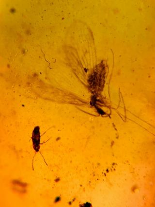 Neuroptera Fly&beetle Burmite Myanmar Burmese Amber Insect Fossil Dinosaur Age