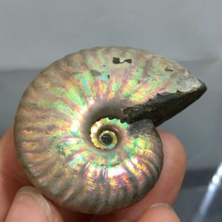Natural Ammonite Mineral Specimen Madagascar 29g B64
