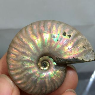 Natural Ammonite Mineral specimen Madagascar 29g b64 2