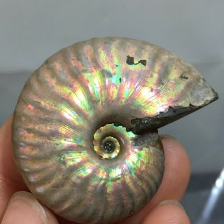 Natural Ammonite Mineral specimen Madagascar 29g b64 3