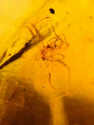 Arachnida Spider&fly Burmite Myanmar Burmese Amber Insect Fossil Dinosaur Age