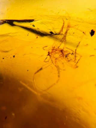 Arachnida spider&fly Burmite Myanmar Burmese Amber insect fossil dinosaur age 2