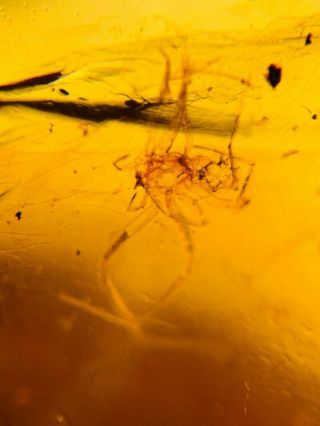 Arachnida spider&fly Burmite Myanmar Burmese Amber insect fossil dinosaur age 3