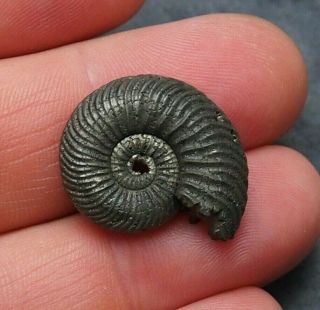 25mm Quenstedtoceras Pyrite Ammonite Fossils Fossilien Russia Pendant
