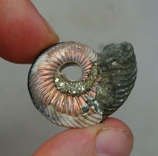 35mm Quenstedtoceras Sp.  Pyrite Ammonite Fossils Fossilien Russia Pendant Pearl