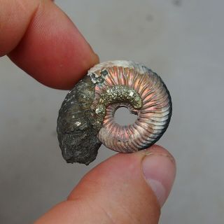 35mm Quenstedtoceras sp.  Pyrite Ammonite Fossils Fossilien Russia Pendant Pearl 2