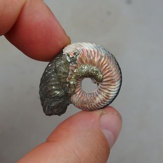 35mm Quenstedtoceras sp.  Pyrite Ammonite Fossils Fossilien Russia Pendant Pearl 3