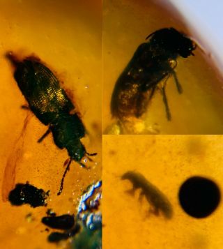 3 Coleoptera Beetle Burmite Myanmar Burmese Amber Insect Fossil Dinosaur Age