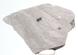 Trilobite Fossil Itagnostus / Peronopsis Specimen Mineral In Matrix Utah
