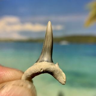 Bone Valley Sand Tiger Shark Tooth - - Color