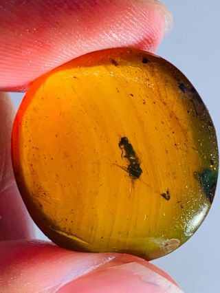 2.  42g Hymenoptera Wasp Bee Burmite Myanmar Amber Insect Fossil Dinosaur Age