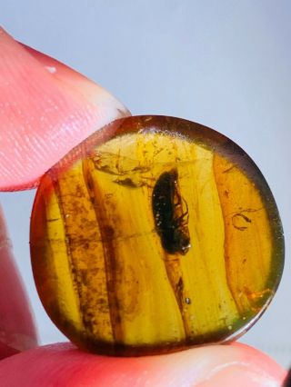 2.  23g Coleoptera Beetle Burmite Myanmar Burmese Amber Insect Fossil Dinosaur Age