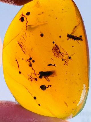 4.  32g 2 Unknown Fly Bug Burmite Myanmar Burmese Amber Insect Fossil Dinosaur Age