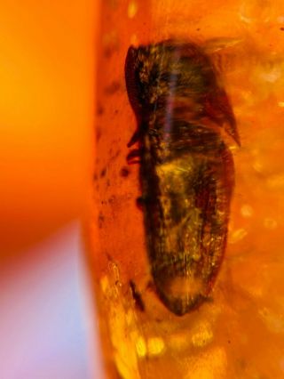 5.  23g Coleoptera Beetle Burmite Myanmar Burmese Amber Insect Fossil Dinosaur Age