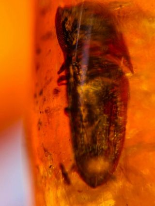 5.  23g Coleoptera beetle Burmite Myanmar Burmese Amber insect fossil dinosaur age 2