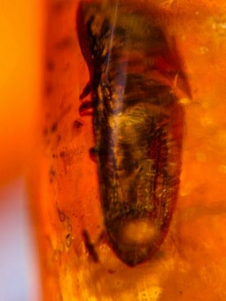 5.  23g Coleoptera beetle Burmite Myanmar Burmese Amber insect fossil dinosaur age 3