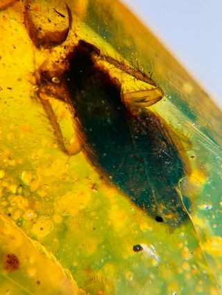 Unique Adult Roach Burmite Myanmar Burmese Amber Insect Fossil Dinosaur Age
