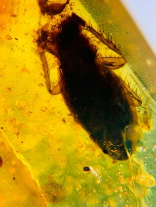 unique adult roach Burmite Myanmar Burmese Amber insect fossil dinosaur age 3