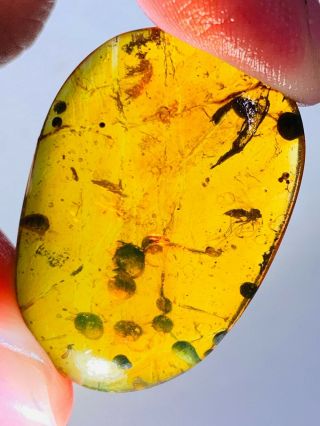 3.  84g Mosquito Fly&plant Spores Burmite Myanmar Amber Insect Fossil Dinosaur Age