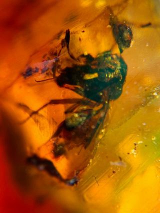 Hymenoptera Wasp Hornet Burmite Myanmar Burmese Amber Insect Fossil Dinosaur Age