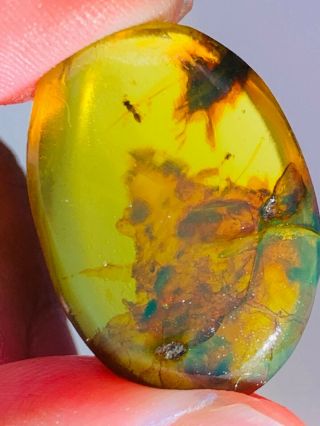 2.  25g Wasp Bee&plant Burmite Myanmar Burmese Amber Insect Fossil Dinosaur Age