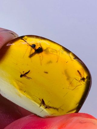1.  4g Mosquito Fly Nest Burmite Myanmar Burmese Amber Insect Fossil Dinosaur Age