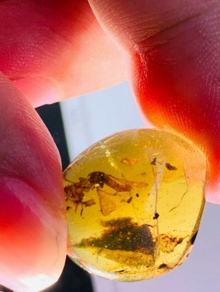 1.  73g Unknown Big Fly Burmite Myanmar Burmese Amber Insect Fossil Dinosaur Age