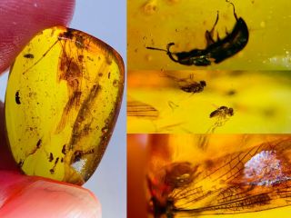 2.  15g Beetle&unknown Fly Bugs Burmite Myanmar Amber Insect Fossil Dinosaur Age
